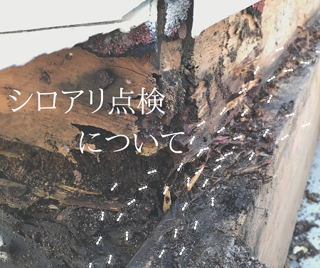 ”シロアリ点検”していますか？ アイキャッチ画像