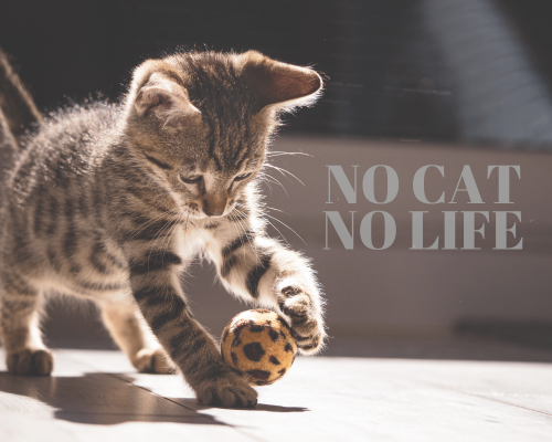 ニャンニャンニャンの「猫の日」🐈 アイキャッチ画像
