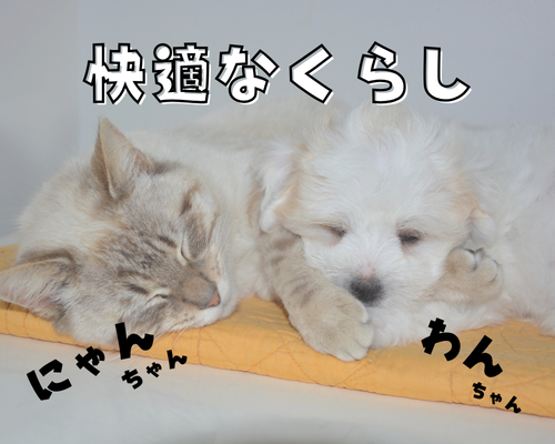 家の中で叶える、ペットとの快適な暮らし🐾 アイキャッチ画像