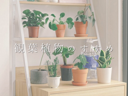 🍃お家にグリーンをプラス！初心者でも育てやすい観葉植物おすすめ３選と長持ちのコツ アイキャッチ画像